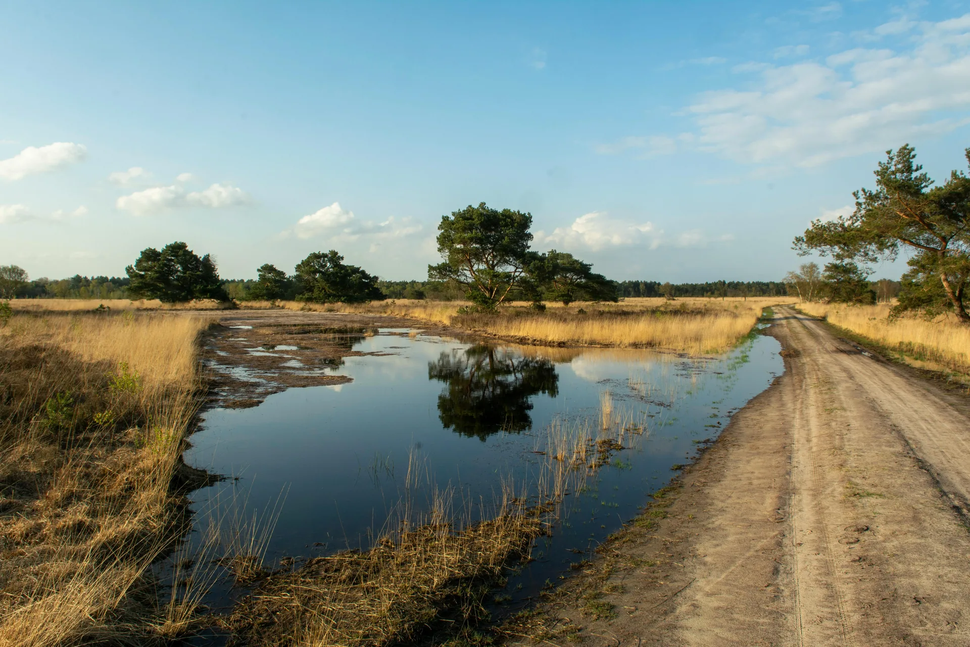 A Dutch heathland with a sandy path, pine trees and a reflecting pool